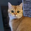 minkadiekatze2