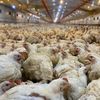 تربيه دجاج الزراعي 🐔