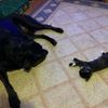 bobbuddy329