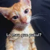 paus_orchaa