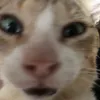 kitkath0.0