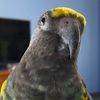 mybirdbailey