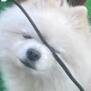 うめぴ