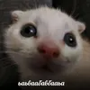xapuli69