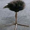 serj_tankian0_0