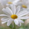 Zuzanadannyal🌼