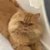 ianacrzt