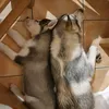 huskyfolie13