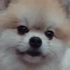 nivagion_