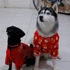 Sam Sam không Ngáo 🐶