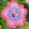 calamityjane328