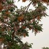 zinoubazinouba392