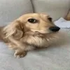 gregssz_