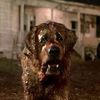 cujo018