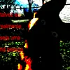 wdjsop