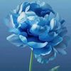 ____beena____