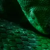 mfazarslytherin