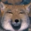 wolfy3541