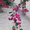 emtien3