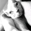 mister_nicolass
