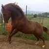 marcofalamescascsvi82