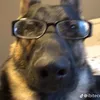 purrposii