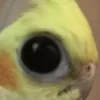 vitoriafracassada
