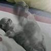empanada_depollo16