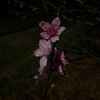 itzamby19