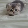 atgkat