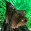 naomydog