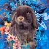 bluberrythebun