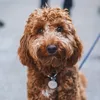 StoneyBluetheDood