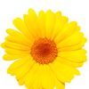 yellow.flower6