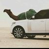 salim886600