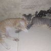 bagushd3