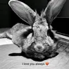 kitbunbunbuns