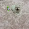 jmtdwpa
