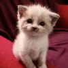 kittyy6200