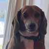 tubobutterdog