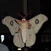 heyymothman