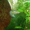justanotherguppyg