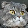 cat.sonya.queen