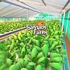 sayurin_farm
