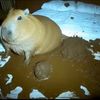 capybarikkk