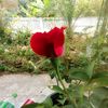 wangchantheone14