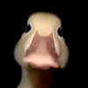 alanpetercayetanoo