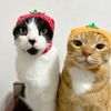 cool_cats697
