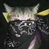 luqu_the_goat