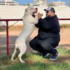 رامو مولوع